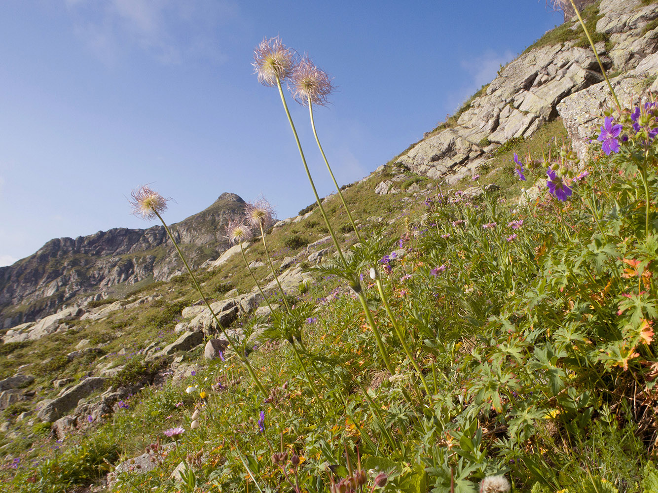 Image of Pulsatilla aurea specimen.