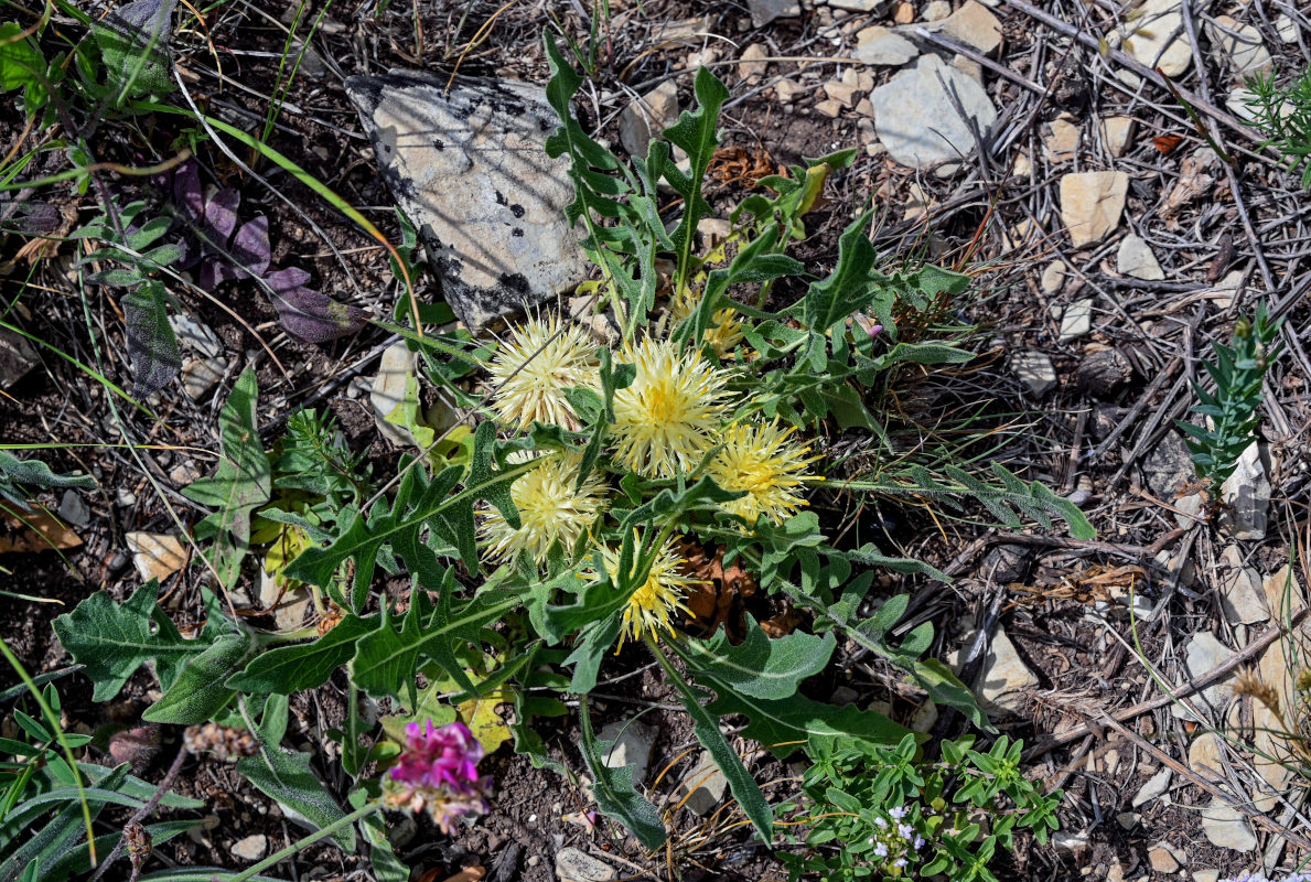 Изображение особи Centaurea rhizanthoides.