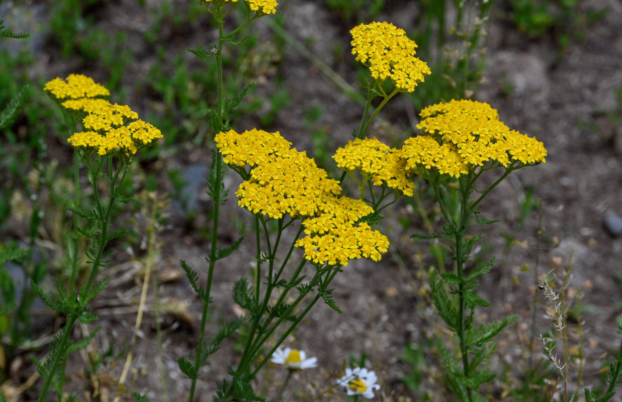 Image of Achillea arabica specimen.