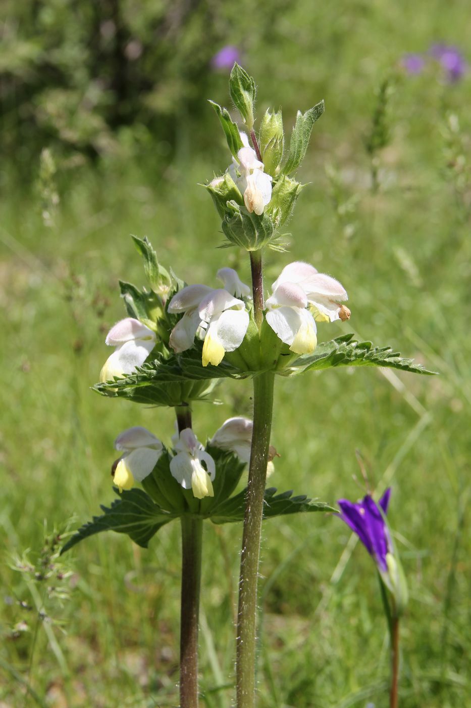 Image of Phlomoides labiosa specimen.