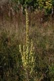 genus Verbascum. Соцветие. Калужская обл., Спас-Деменский р-н, дер. Вдовец, луг. 10 сентября 2022 г.