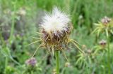 Silybum marianum