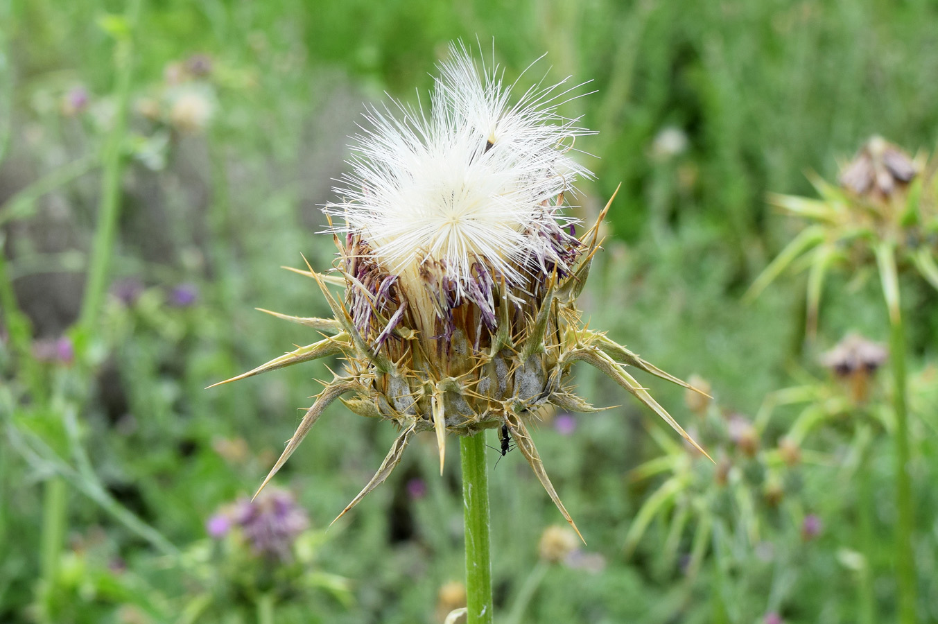 Изображение особи Silybum marianum.