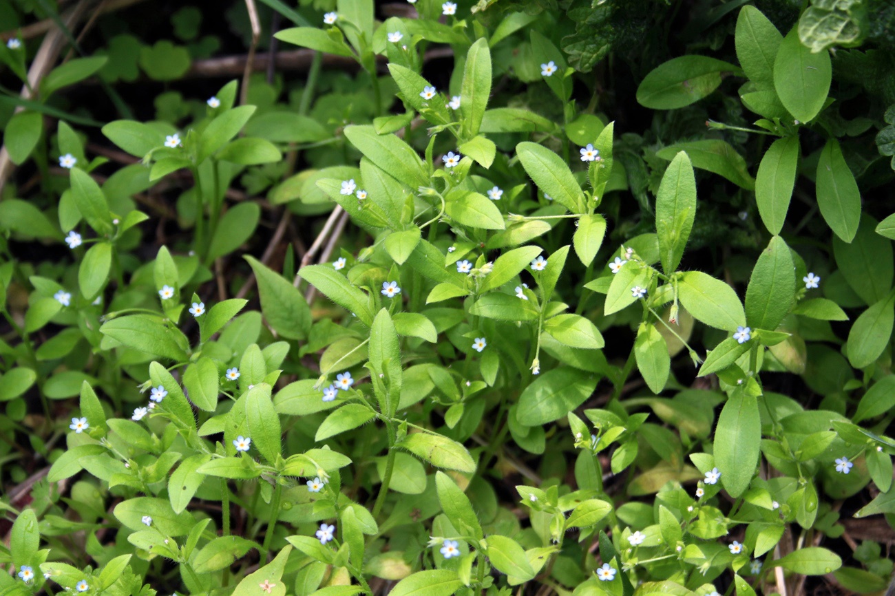 Image of Myosotis sparsiflora specimen.