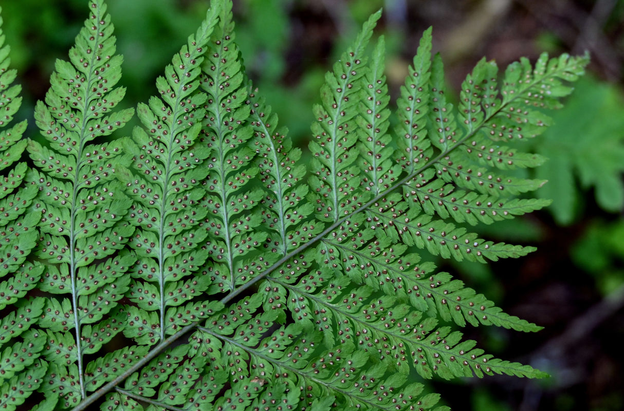 Image of Dryopteris expansa specimen.