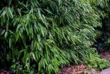 Phyllostachys pubescens. Верхушки побегов. Китай, провинция Гуанси, рисовые террасы Лунцзи, опушка смешанного леса. 29.05.2024.