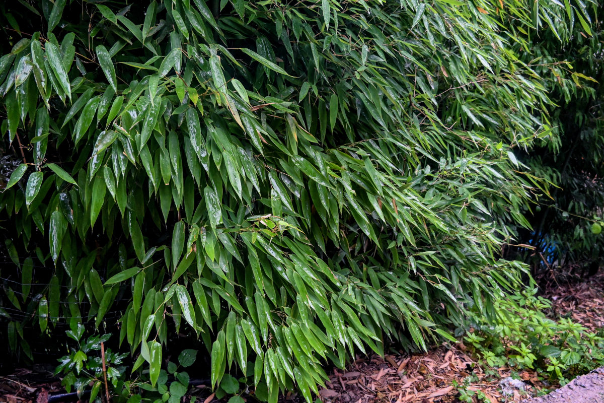 Изображение особи Phyllostachys pubescens.