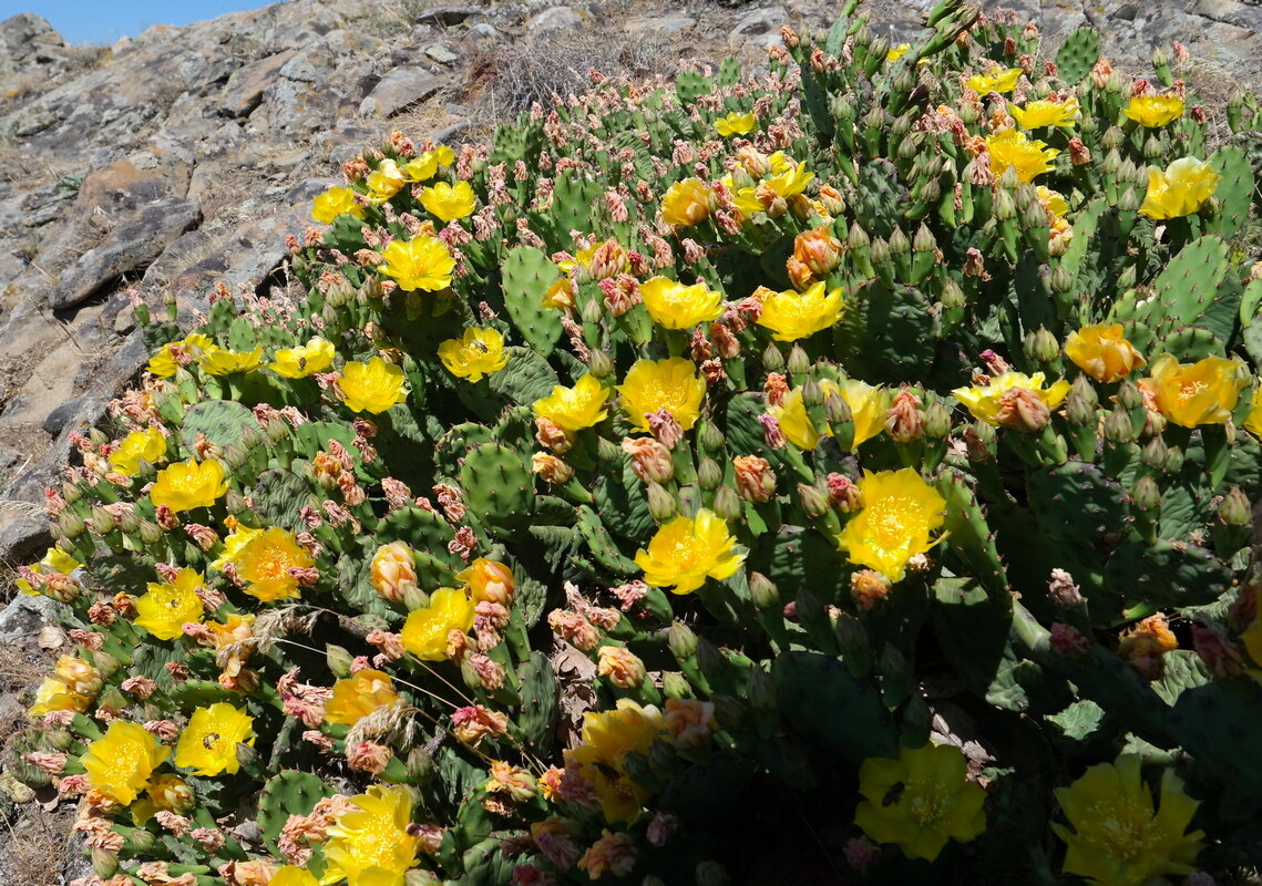 Image of Opuntia humifusa specimen.