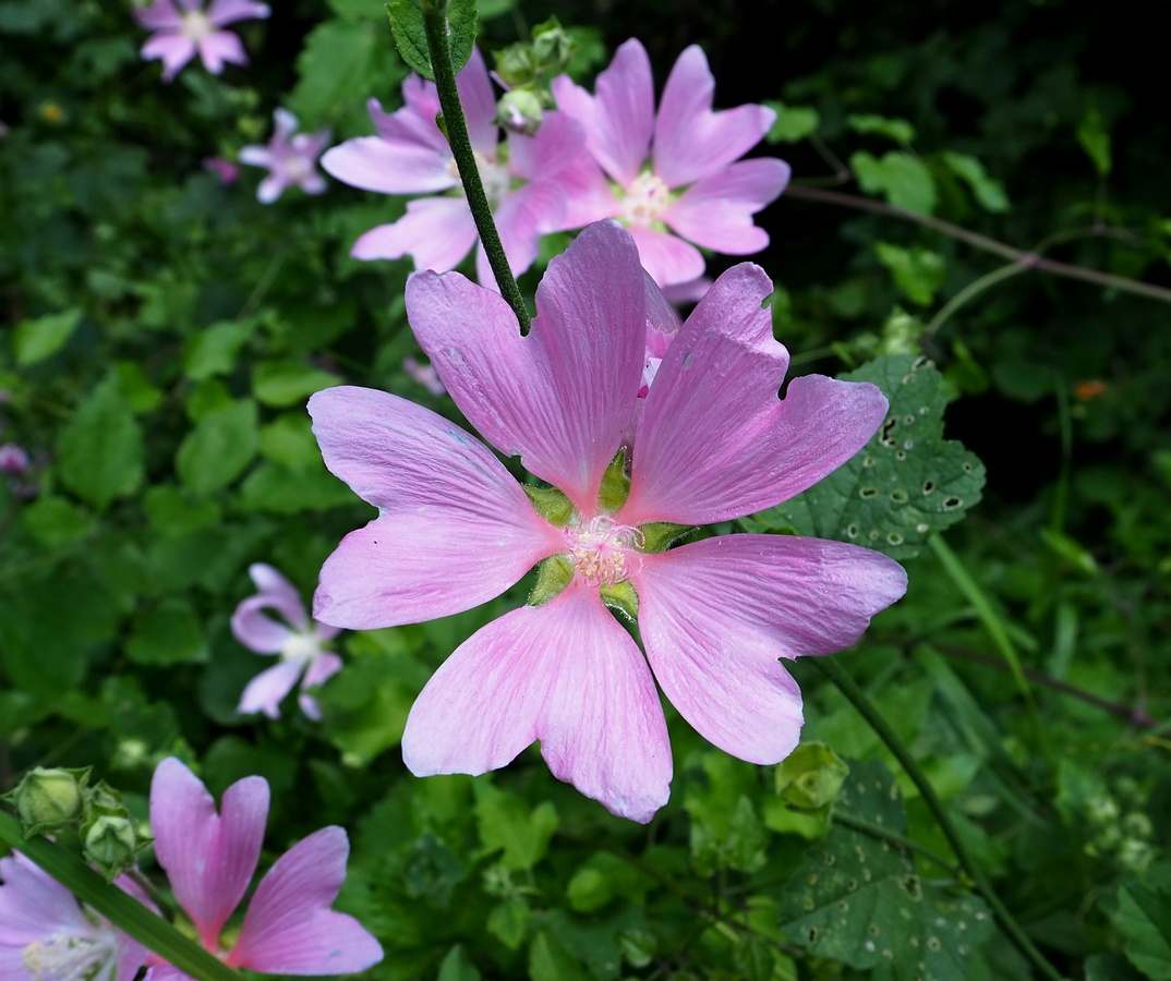 Image of Malva thuringiaca specimen.