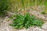 Rumex confertus. Вегетирующее растение в сообществе с Bidens и Typha. Самарская обл., Ставропольский р-н, окр. с. Жигули, Молодецкий курган, берег зал. Жигулёвская Труба, каменная россыпь. 7 сентября 2023 г.