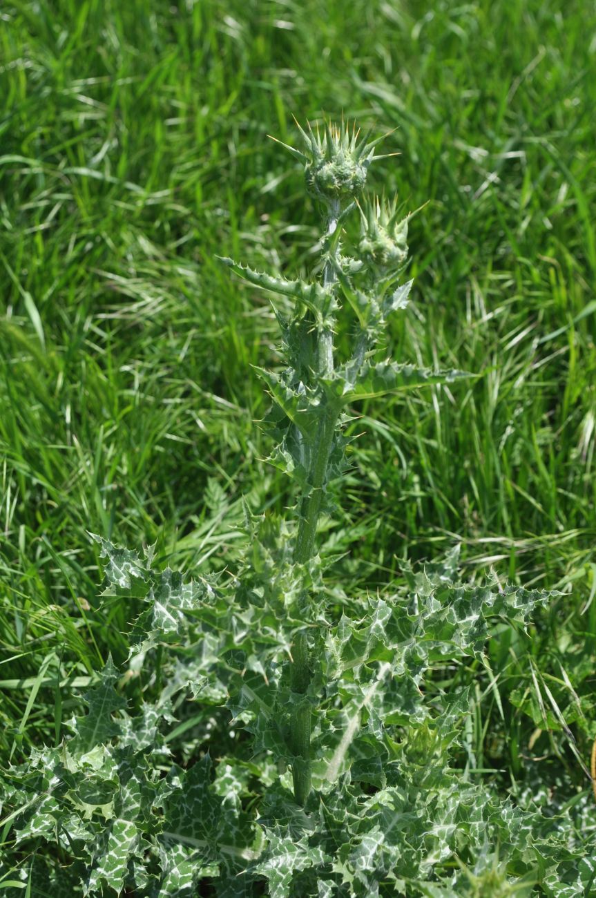 Image of Silybum marianum specimen.