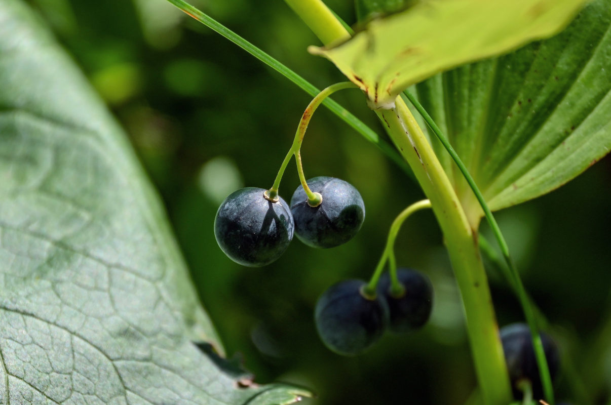 Image of Polygonatum maximowiczii specimen.