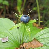 Paris quadrifolia. Верхушка плодоносящего растения. Ульяновская обл., г. Димитровград, промзона, пойма р. Мал. Ерыкла, переходящий в заболоченный ольшаник широколиственно-осиновый лес, просека. 22.07.2023.