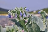 Mertensia maritima. Верхушка цветущего растения. Приморский край, Владивостокский ГО, о. Рикорда, каменистый берег моря. 15.07.2024.