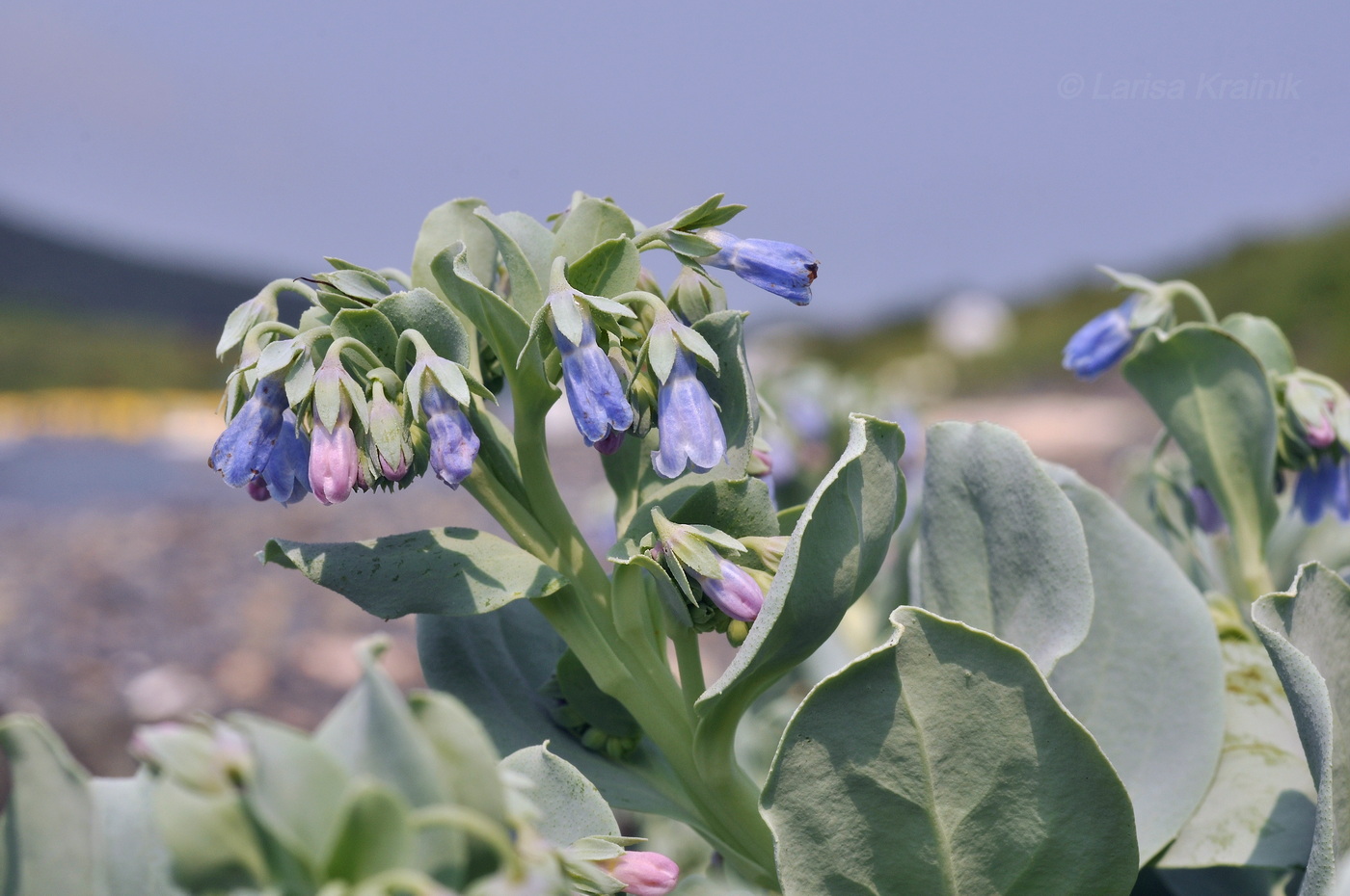 Image of Mertensia maritima specimen.