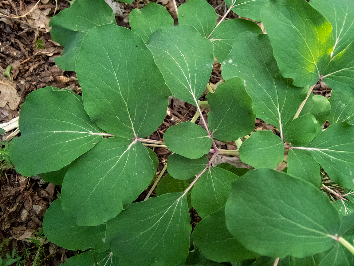 Image of Paeonia daurica specimen.