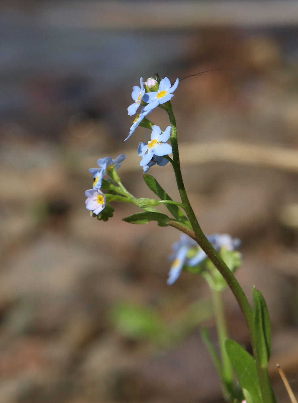 Изображение особи Myosotis palustris.