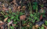 Veronica officinalis