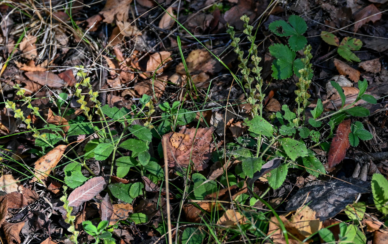 Изображение особи Veronica officinalis.