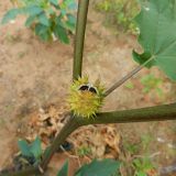 Datura variety tatula