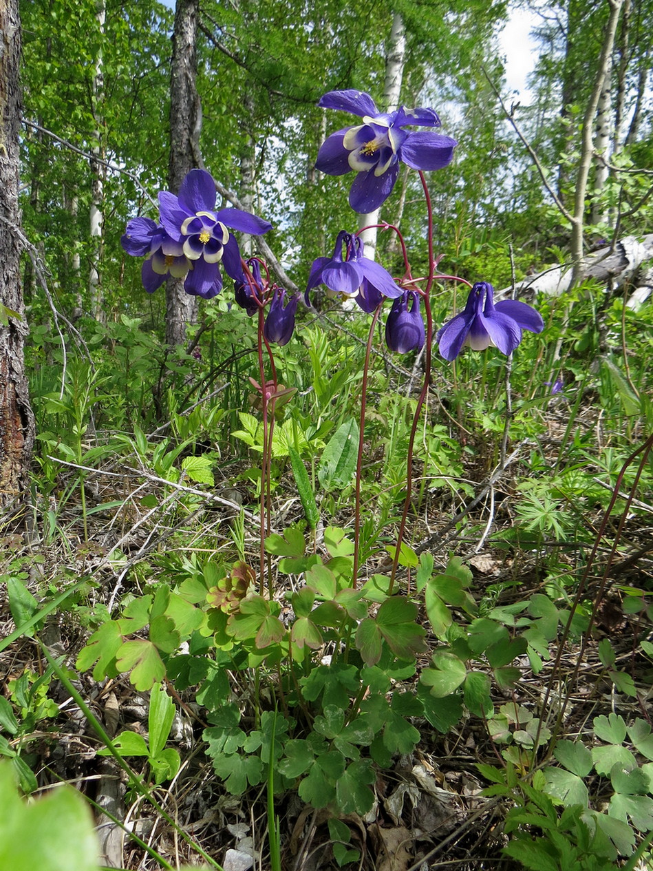 Image of Aquilegia sibirica specimen.