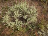 Artemisia frigida. Цветущее растение. Бурятия, 10 км З Улан-Удэ. 23 августа 2005 г.