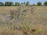 Limonium gmelinii. Отцветающее растение. Ульяновская обл., Мелекесский р-н, долина р. Бирля, остепнённый луг с участками засоления. 12.08.2023.