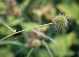 Смотреть изображение Geum aleppicum