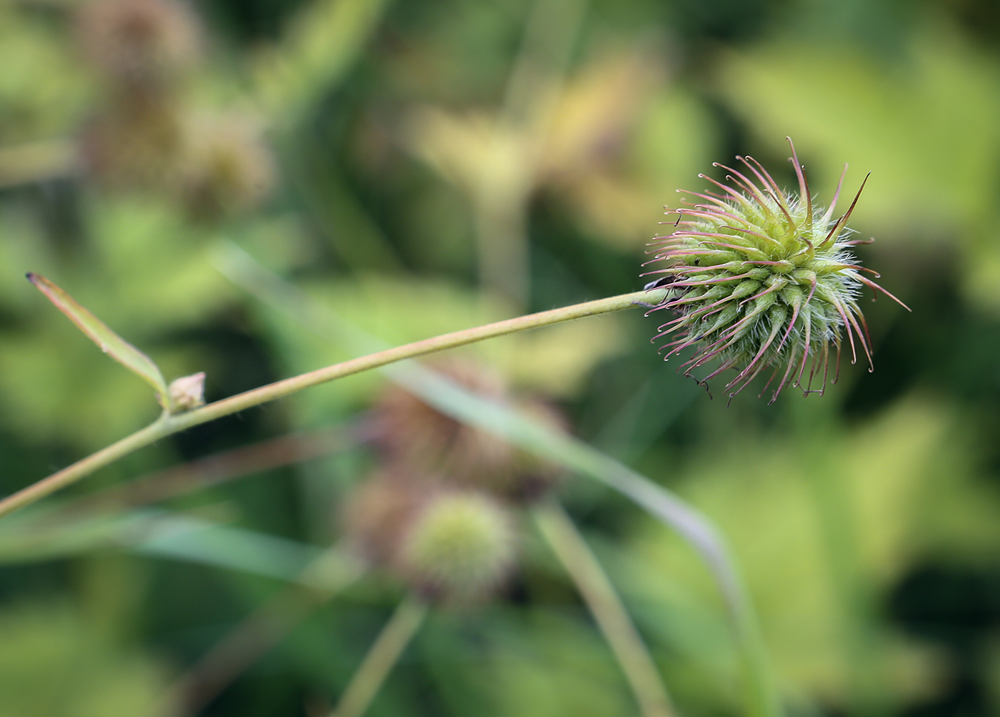 Image of Geum aleppicum specimen.