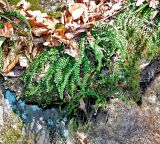 Смотреть изображение Asplenium trichomanes