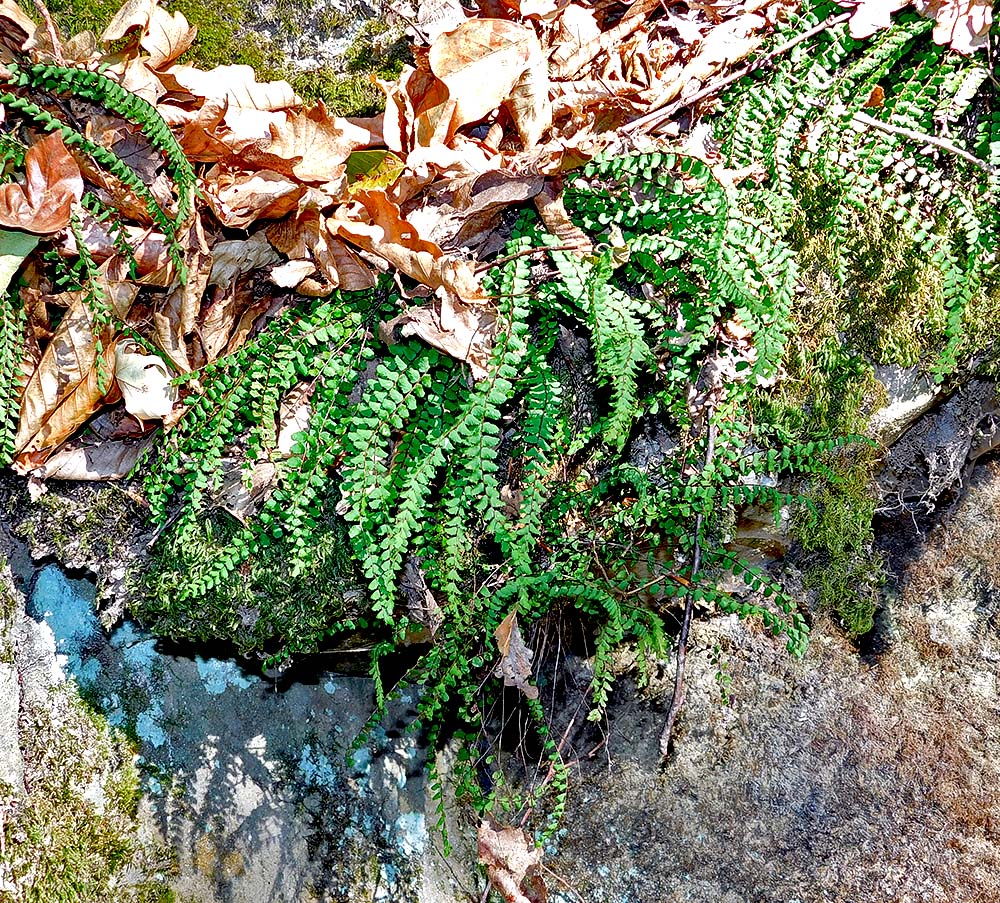 Image of Asplenium trichomanes specimen.