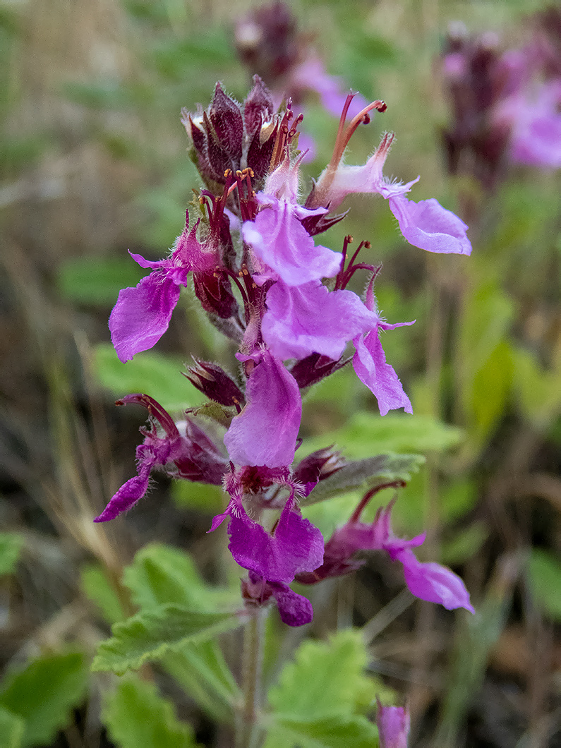 Изображение особи Teucrium chamaedrys.