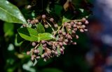 Viburnum tinus. Незрелое соплодие и листья. Черногория, Даниловград, в культуре. 06.07.2011.