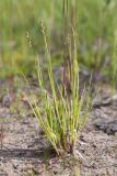 Carex canescens