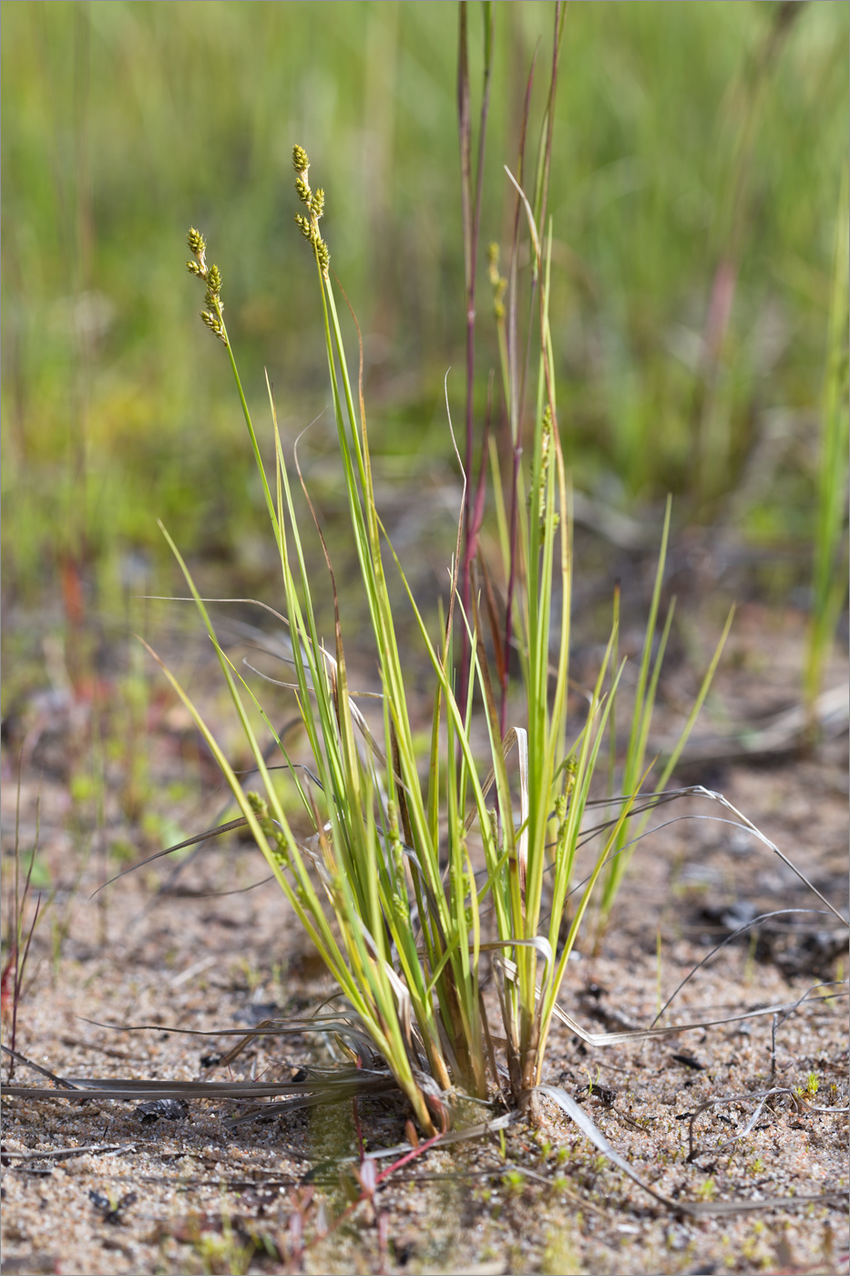 Изображение особи Carex canescens.