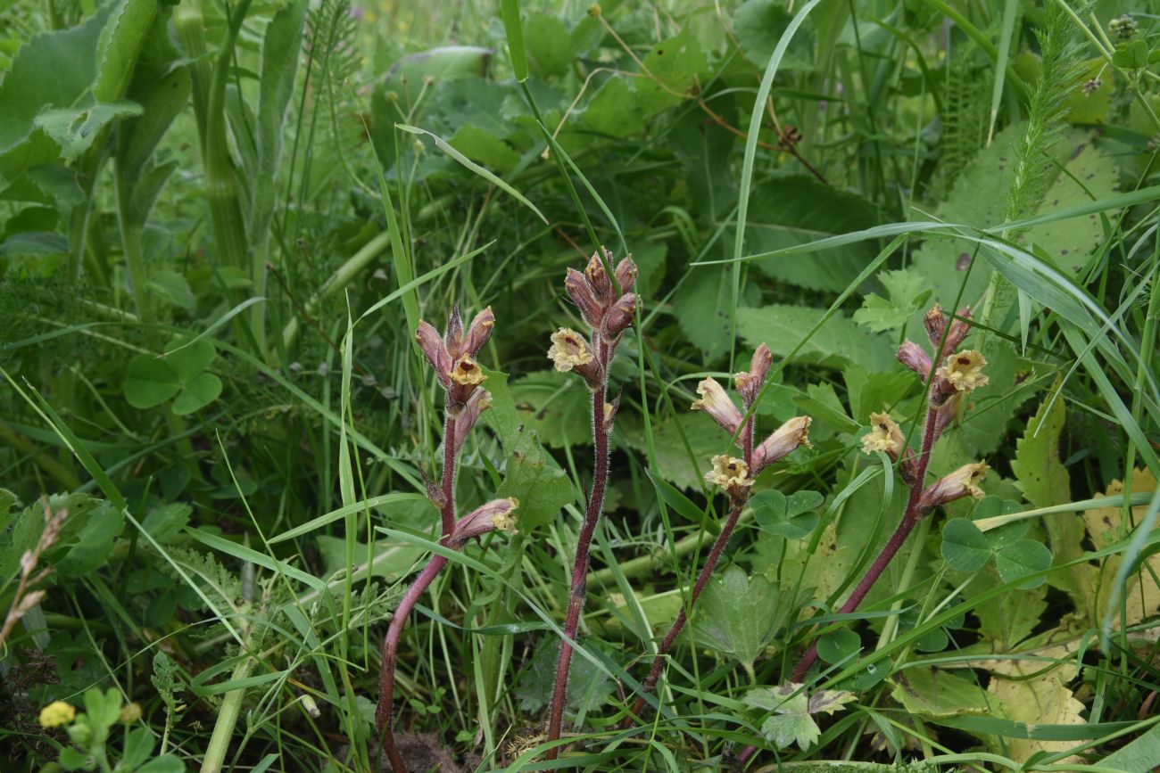 Image of Orobanche owerinii specimen.