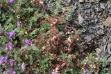 View full-size image genus Cuscuta