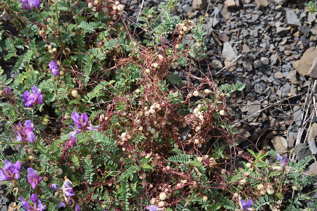 Image of genus Cuscuta specimen.