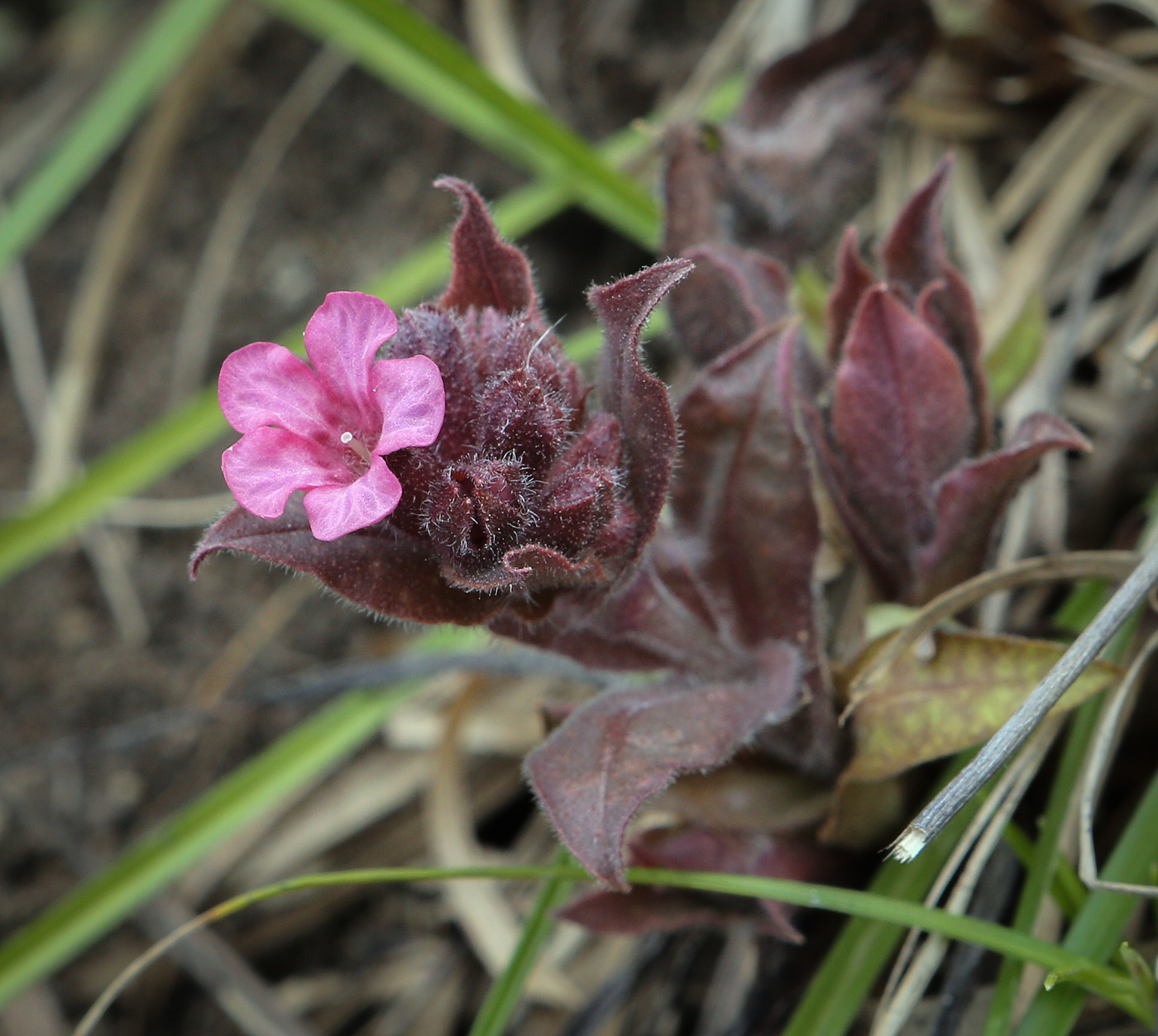 Image of Pulmonaria obscura specimen.