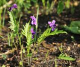 Смотреть изображение Viola × juzepczukii