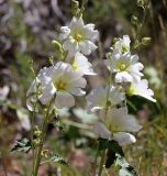 View full-size image Alcea nudiflora