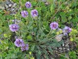 Смотреть изображение Oxytropis lapponica