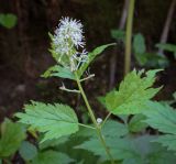 Смотреть изображение Actaea spicata