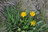 View full-size image genus Taraxacum