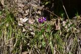 View full-size image Lathyrus vernus