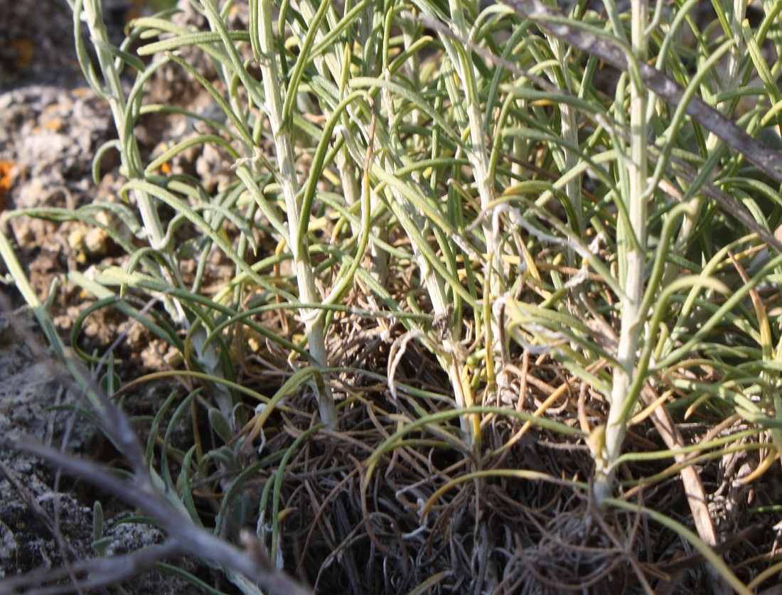 Image of Jurinea stoechadifolia specimen.