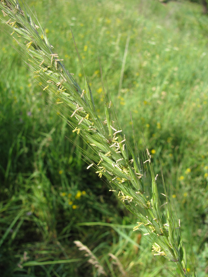 Изображение особи Leymus racemosus ssp. crassinervius.