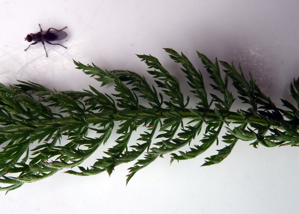 Image of Achillea apiculata specimen.