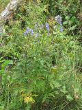 Aconitum nasutum