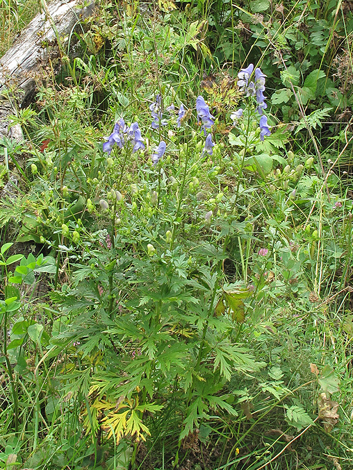 Изображение особи Aconitum nasutum.